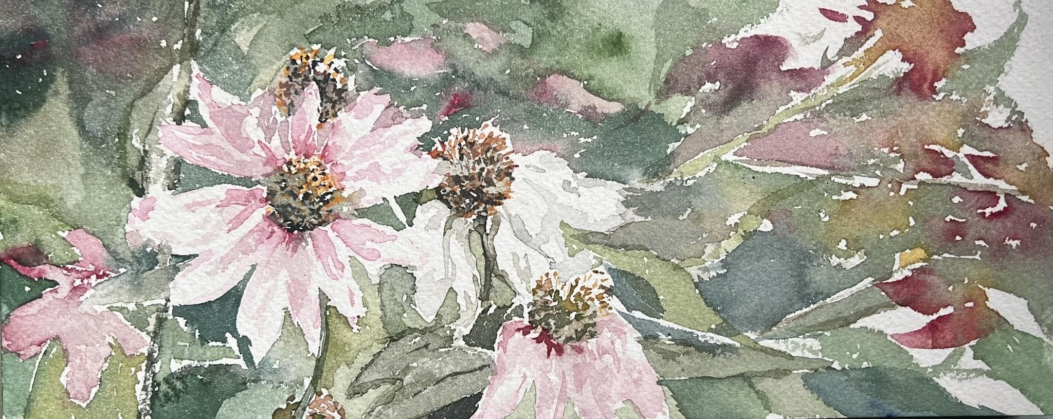 Echinacea
